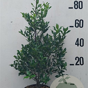 Ilex aquifolium 60-80 cm 10L
