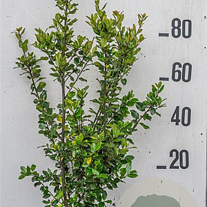 Ilex meserv. 'Blue Prince' 80-100 cm 10L