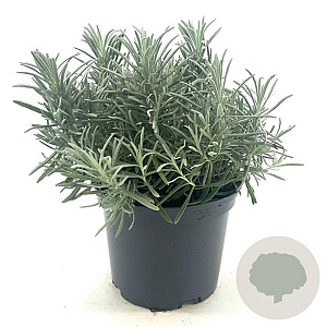 Lavandula int. 'Grosso' GM 2,0L