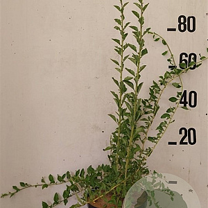 Lycium barbarum 60-80 cm 10L