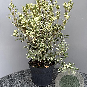 Osmanthus heter. 'Variegatus' 50-60 cm 7,5L