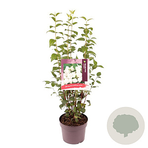 Philadelphus 'Snowbelle' 30-40 cm 3,0L