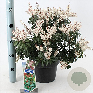 Pieris japonica 'Bonfire' 30-40 cm 5,0L