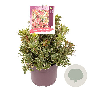 Pieris jap. 'Carnaval' 25-30 cm 7,5L