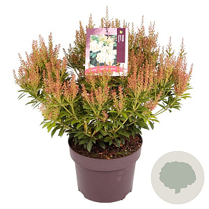 Pieris jap. 'Debutante' 30-40 cm 5,0L