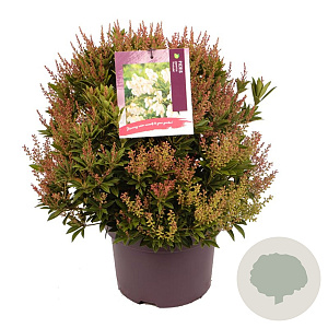 Pieris jap. 'Prelude' 30-40 cm 5,0L