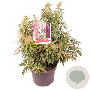 Pieris jap. Ralto Rose 30-40 cm 5,0L