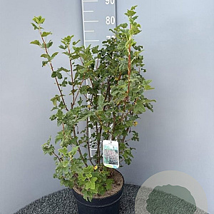 Ribes sang. 'King Edward VII' 60-80 cm 10L