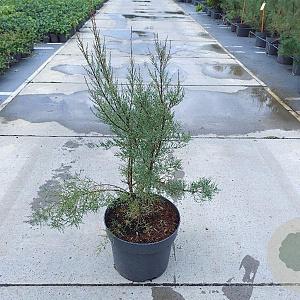 Tamarix tetrandra 80-100 cm 10L