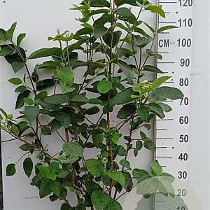 Viburnum lantana 100-125 cm 20L
