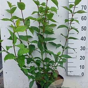 Cornus alba 'Siberian Pearls' 80-100 cm 10L