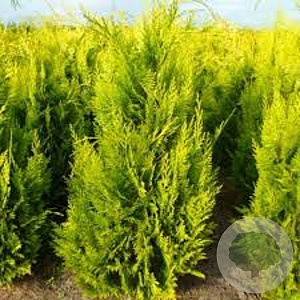 Chamaecyparis l. 'Yvonne' 150-175 cm met kluit