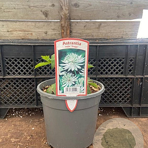 Astrantia maj. 'Shaggy' GM 2,0L