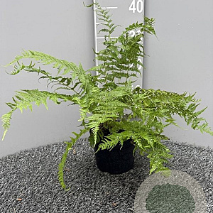 Athyrium f.-f. 'Lady in Red' GM 2,0L