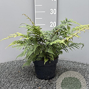 Athyrium otophorum 'Okanum' GM 2,0L