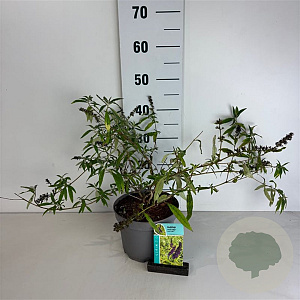 Buddleja davidii 'Magda's Gold Knight' 30-40 cm 3,5L