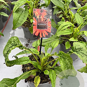 Echinacea Lakota Orange GM 2,0L
