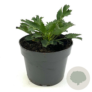 Eryngium zabelii 'Big Blue' GM 2,0L