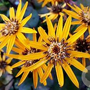 Ligularia d. 'Britt-Marie Crawford' GM 2,0L