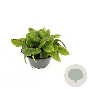 Symphytum grand. 'Wisley Blue' GM 2,0L