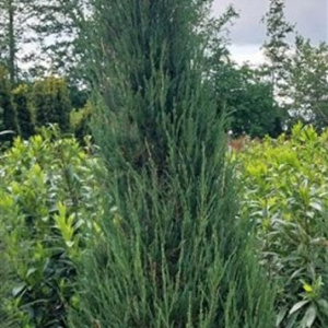 Juniperus s. 'Blue Arrow' 175-200 cm cont. 90L