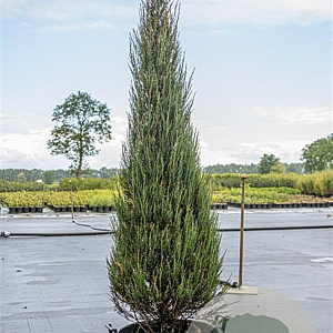 Juniperus s. 'Skyrocket' 175-200 cm cont. 90L