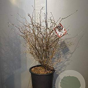 Prunus incisa 'Kojou-no-mai' 80-100 cm 20L