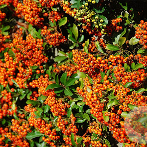 Pyracantha 'Orange Glow' 150-160 cm 7,5L
