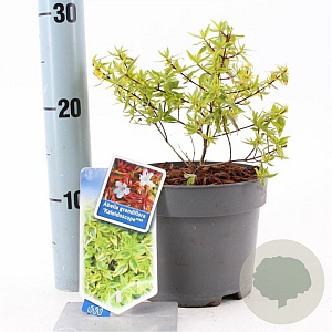 Abelia grandifl. 'Kaleidoscope' 25-30 cm 2,0L
