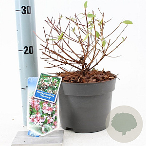 Abelia grandifl. 'Sherwood' 25-30 cm 2,0L