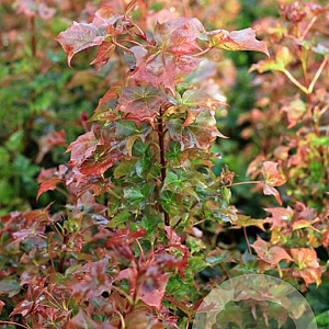 Acer 'Ample Surprise' 150-200 cm container
