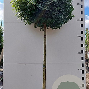 Acer campestre 'Nanum' 180 cm stam 15L 6-8