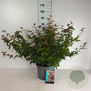 Acer palmatum 80-100 cm 10L