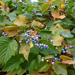 Ampelopsis glandulosa maximowiczii 60-80 cm 15L struik