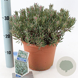 Andromeda polifolia 'Blue Ice' 25-30 cm 5,0L