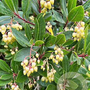 Arbutus unedo 'Compacta' 50-60 cm 20L