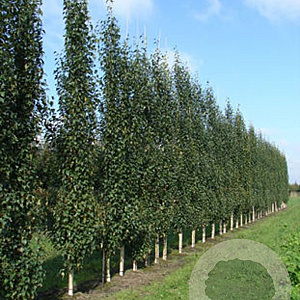 Betula p. Fastigiata Joes 10-12 HO draadkluit geveerd