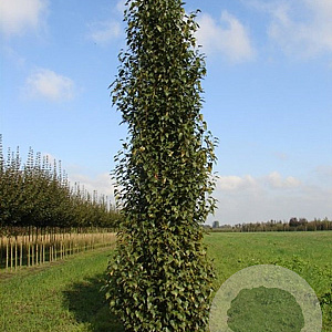 Betula p. 'Jolep1' 10-12 HO draadkluit geveerd