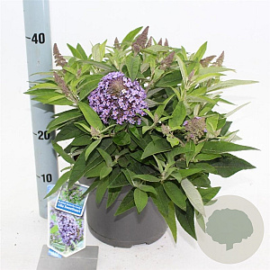 Buddleja d. B. Candy Lila Sweeth. 30-40 cm 5,0L