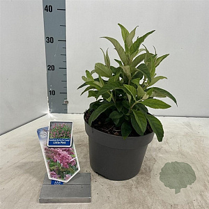 Buddleja d. B. Candy Little Pink 30-35 cm 3,0L