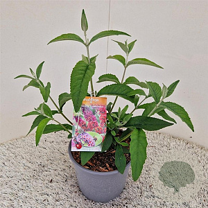 Buddleja weyer. 'Flower Power' 30-35 cm 3,0L