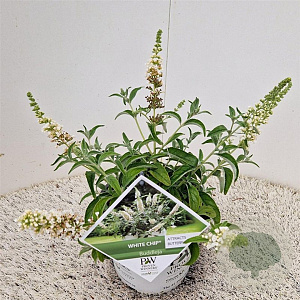 Buddleja White Chip 25-30 cm 3,0L
