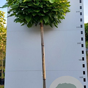 Catalpa bignonioides 'Nana' 200 cm stam 20L 12-14