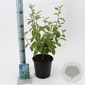 Ceanothus del. 'Henri Défossé' 25-30 cm 2,0L