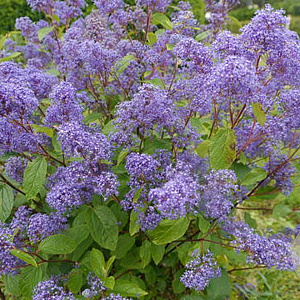 Ceanothus del. 'Henri Défossé' 30-40 cm 2,5L