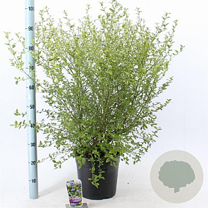 Ceanothus El Dorado 40-50 cm 10L