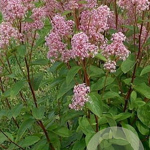 Ceanothus pallidus 'Marie Simon' 30-40 cm 2,5L