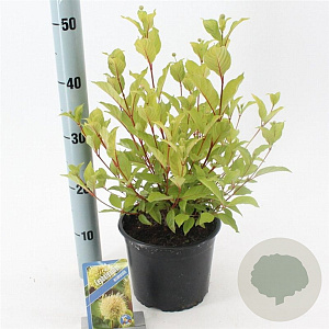 Cephalanthus occidentalis 30-40 cm 3,0L