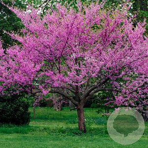 Cercis can. 'Oklahoma' 175-200 cm 10L geveerd