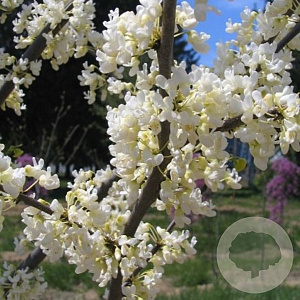Cercis can. 'Texas White' 175-200 cm 10L